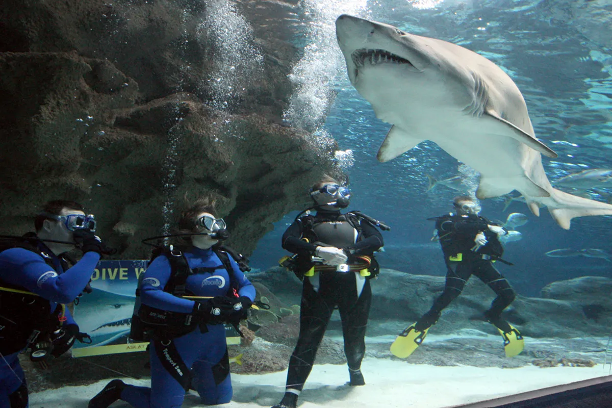 DIVING WITH SHARKS AT THE GRAND AQUARIUM - 4