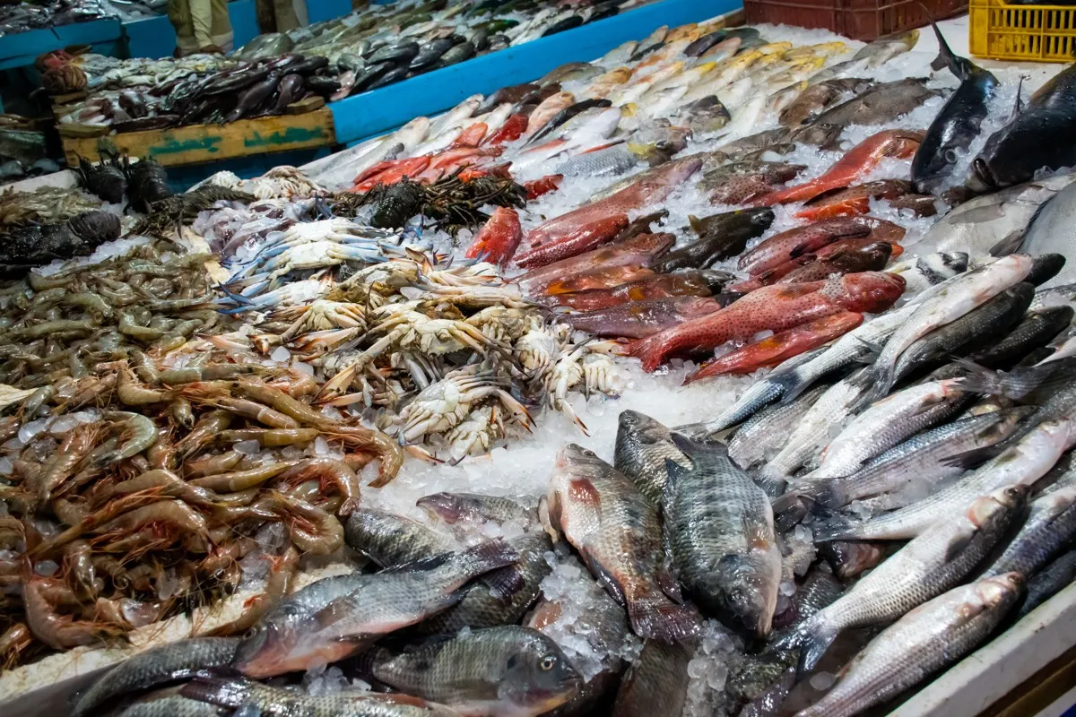 Hurghada Fish market - 5