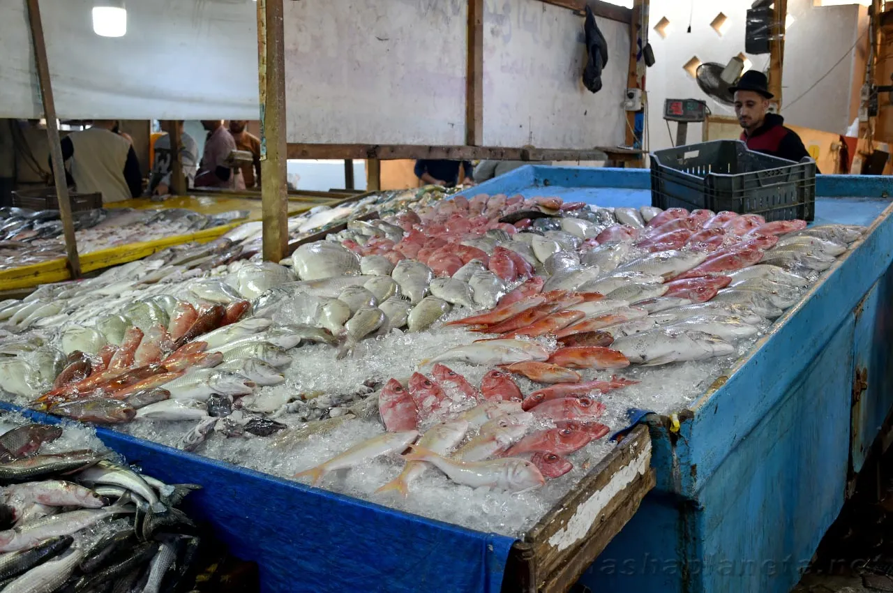 Hurghada Fish market - 6