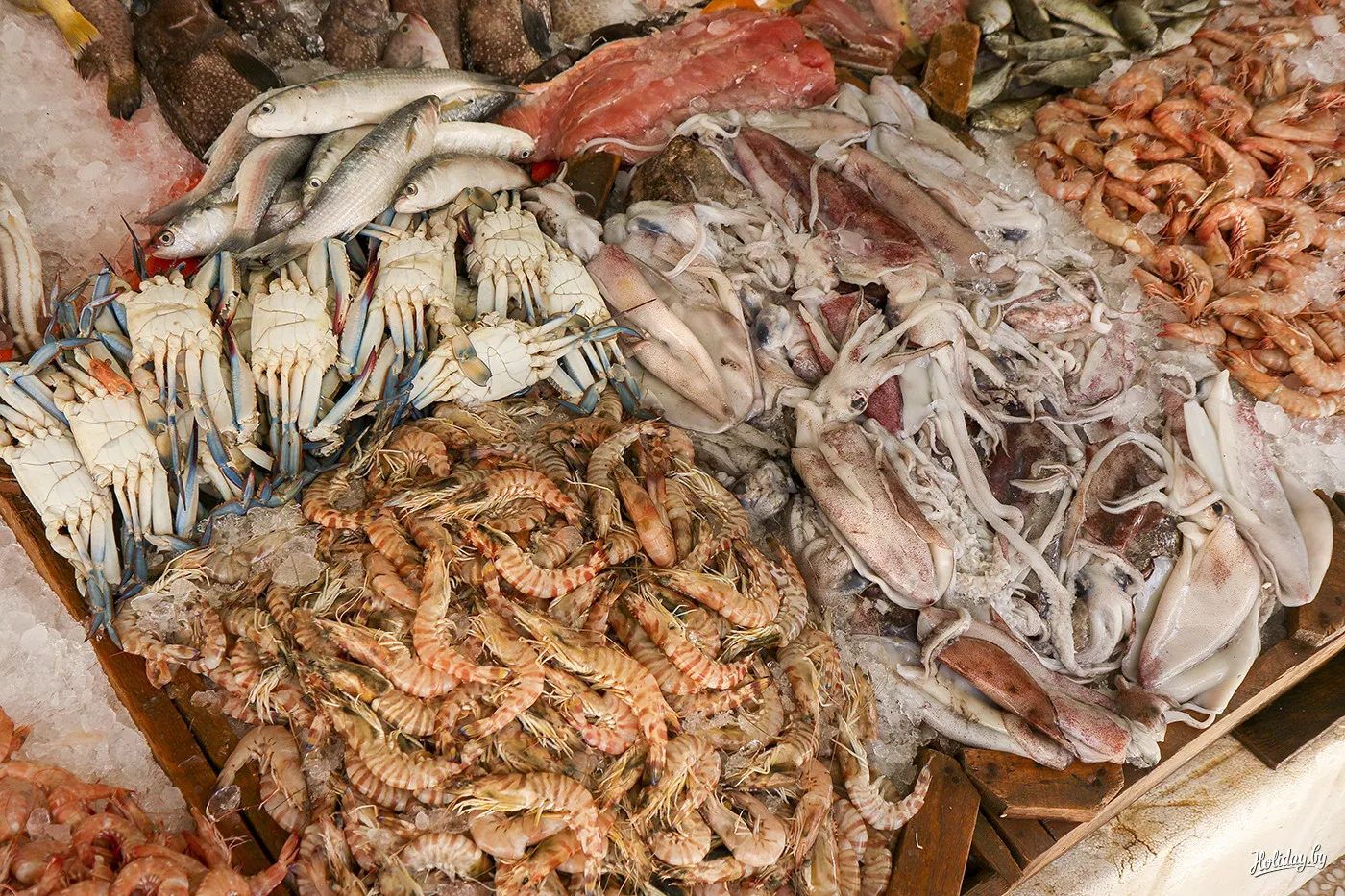 Hurghada Fish market - 9