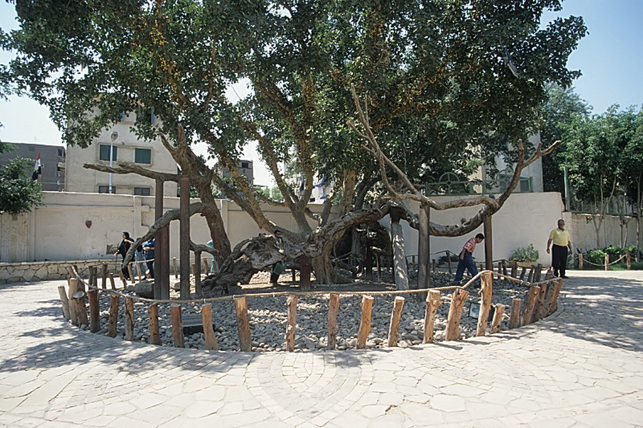 THE TREE OF VIRGIN MARY - 3