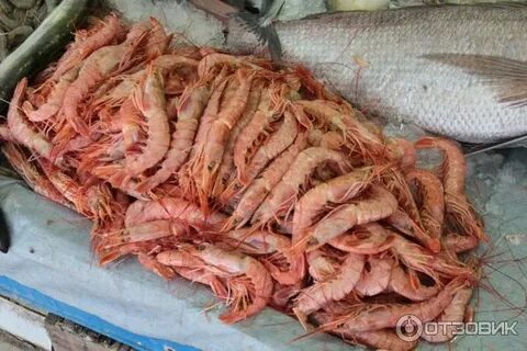 fresh seafood Hurghada