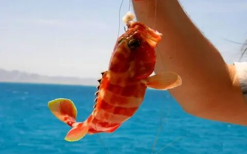 Sea fishing in Hurghada