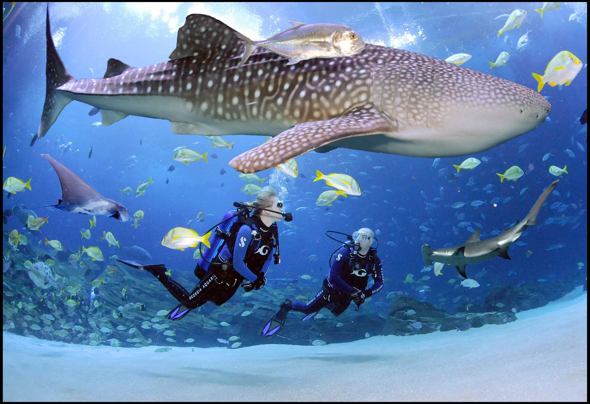 Night Diving in Hurghada: Cost and the Complete Best Guide 2026