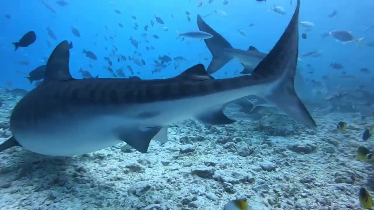 Sharks in the Red Sea: how dangerous are they to people? Sharks in the Red Sea: how dangerous are they to people?