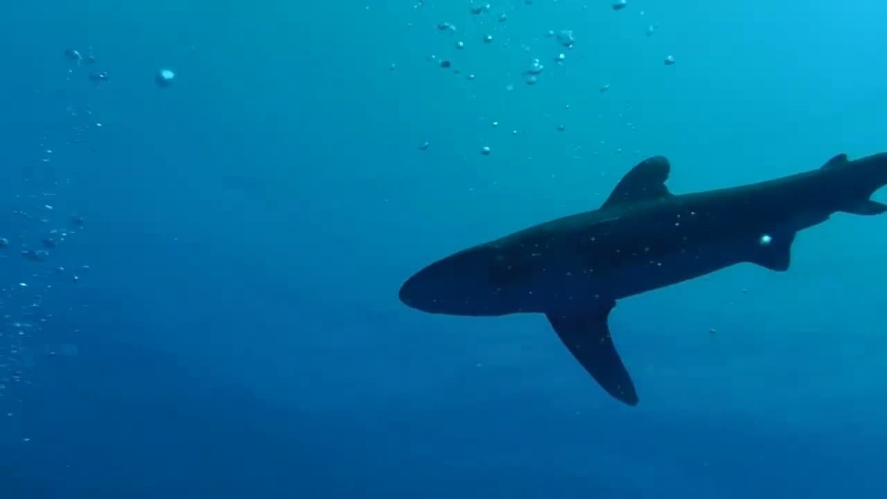 Examples of shark incidents Examples of shark incidents