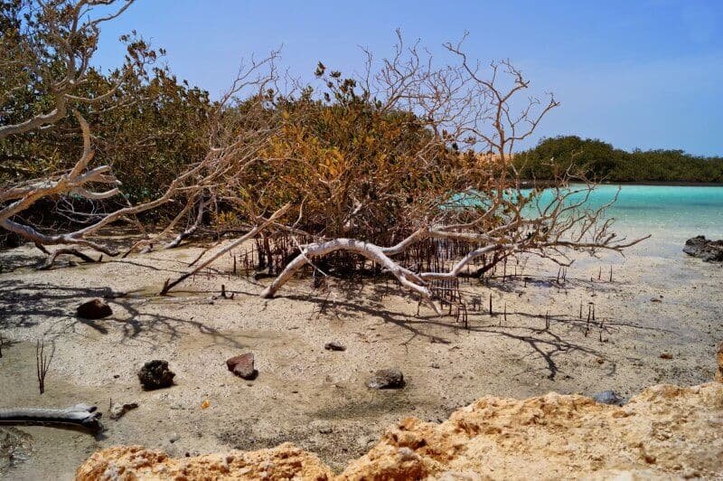 Hurghada Mangrove Forests Tour Hurghada Mangrove Forests Tour