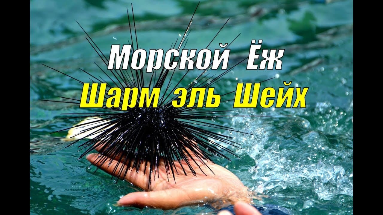 Sea Urchin Sting in Hurghada: What to Do Sea Urchin Sting in Hurghada: What to Do