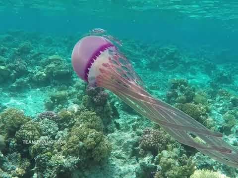 Hurghada jellyfish season when it happens Find out when the jellyfish season begins in Hurghada and how to avoid unpleasant encounters with them. Useful tips for a safe holiday. - 2