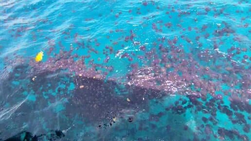 Why do jellyfish appear in Hurghada? Find out when the jellyfish season begins in Hurghada and how to avoid unpleasant encounters with them. Useful tips for a safe holiday. - 3