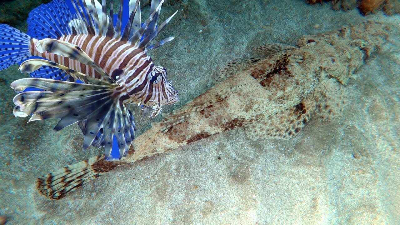 Dangerous Fish to Avoid in Hurghada Dangerous Fish to Avoid in Hurghada