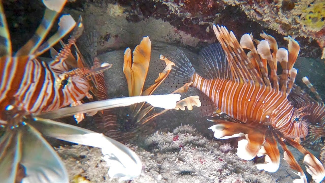 Dangerous Fish Species in Hurghada Dangerous Fish Species in Hurghada