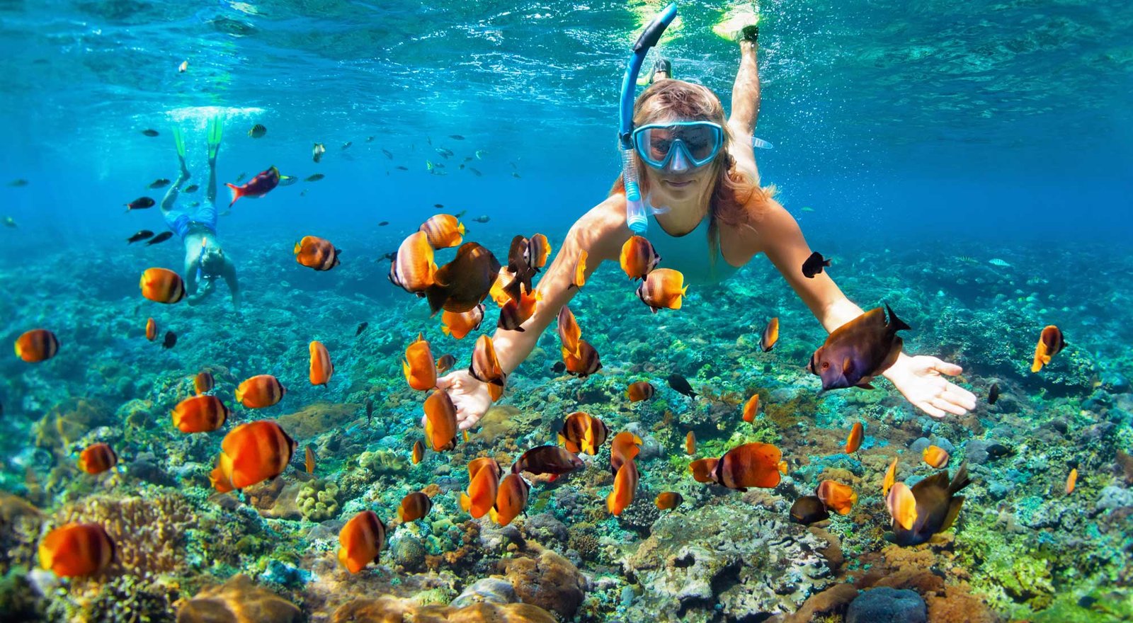 Whale Shark Watching in Hurghada: 7 Proven Strong Tips