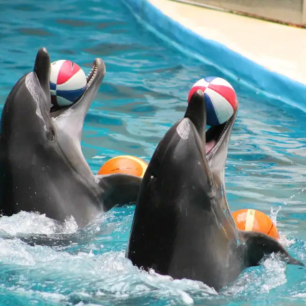 DOLPHIN SHOW