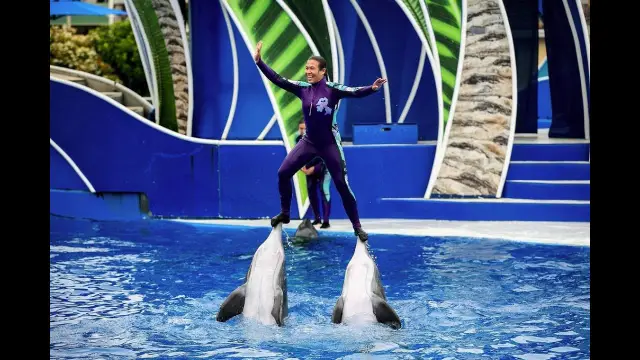 DOLPHIN SHOW