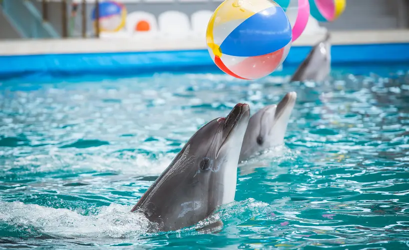 DOLPHIN SHOW