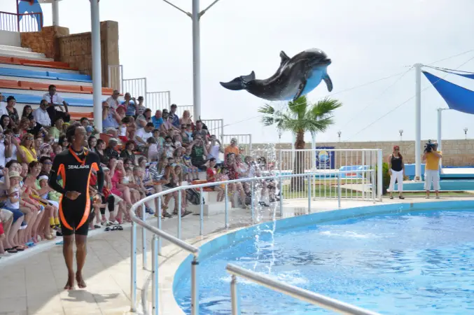 DOLPHIN SHOW