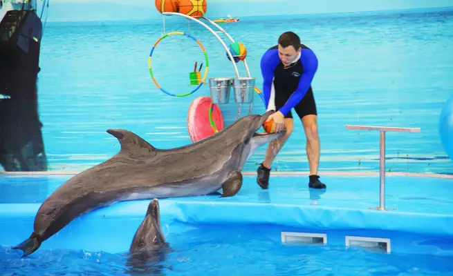 DOLPHIN SHOW