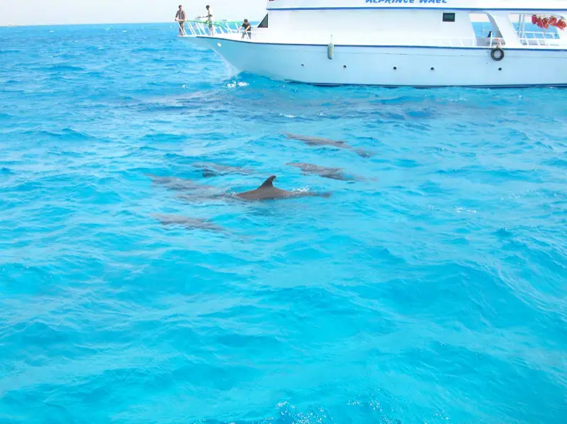 EL GOUNA – EGYPTIAN VENIEC ( 5 IN ONE)