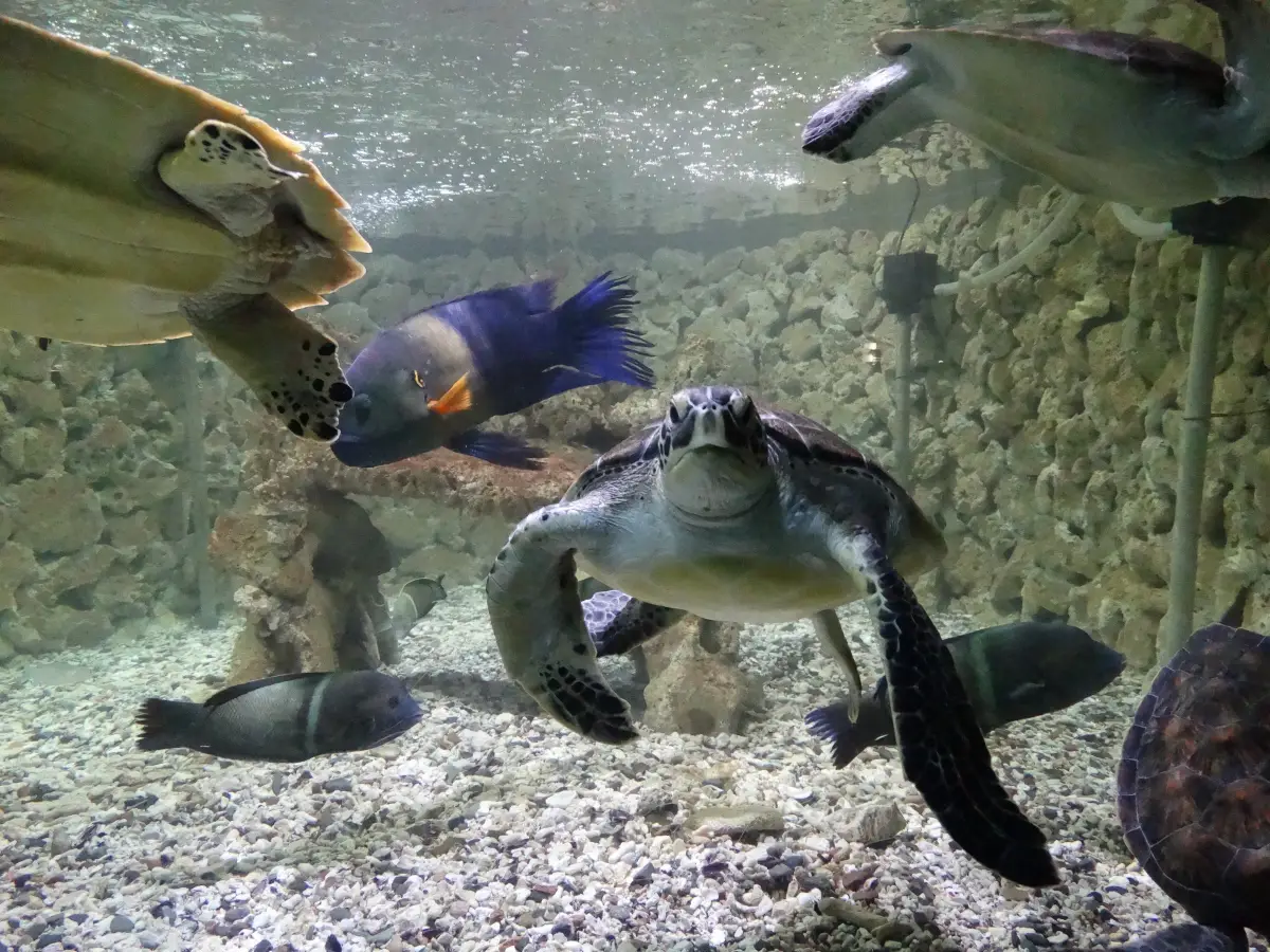 HURGHADA GRAND AQUARUIM