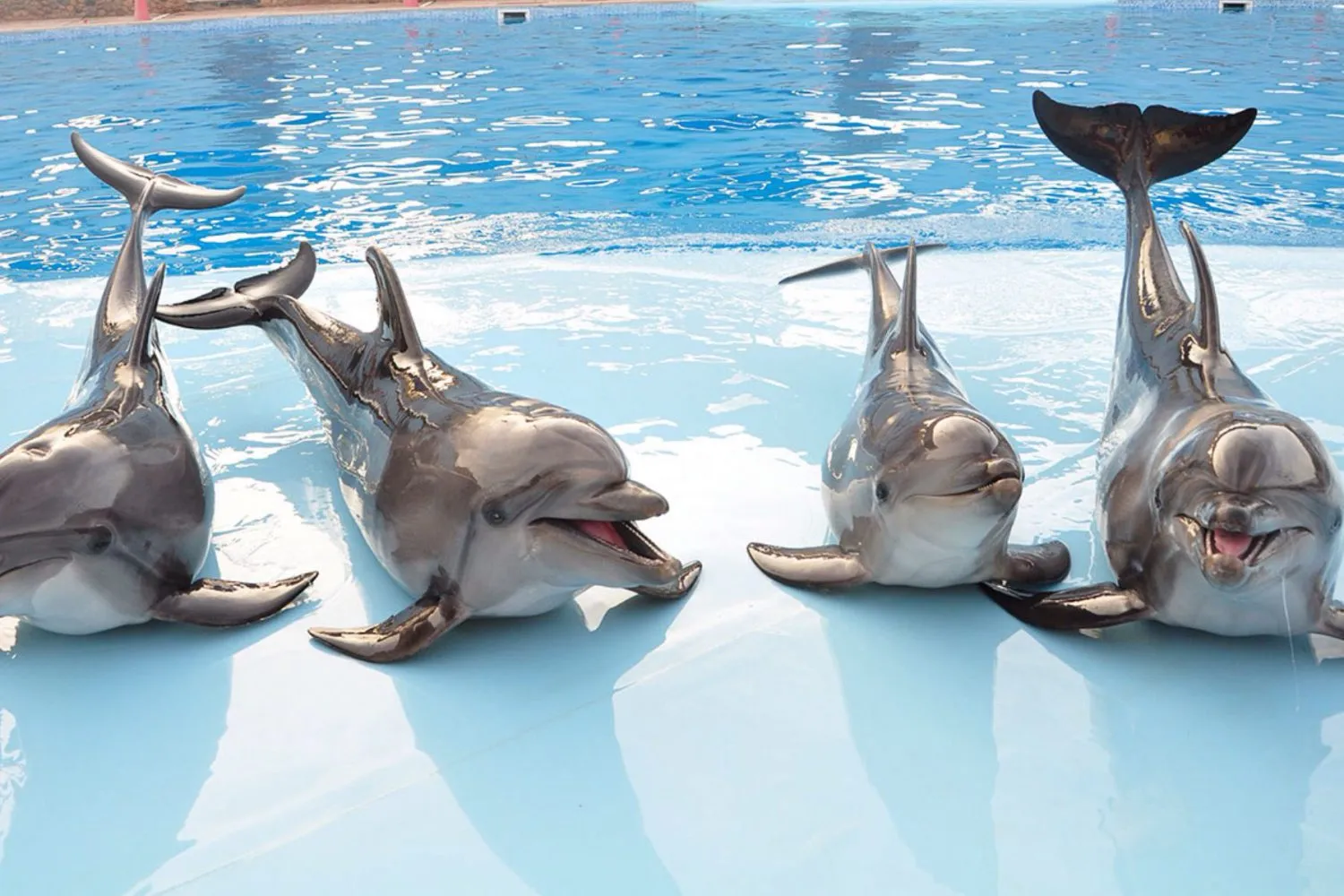 PRIVATE TOUR TO HURGHADA GRAND AQUARUIM AND DOLPHIN SHOW