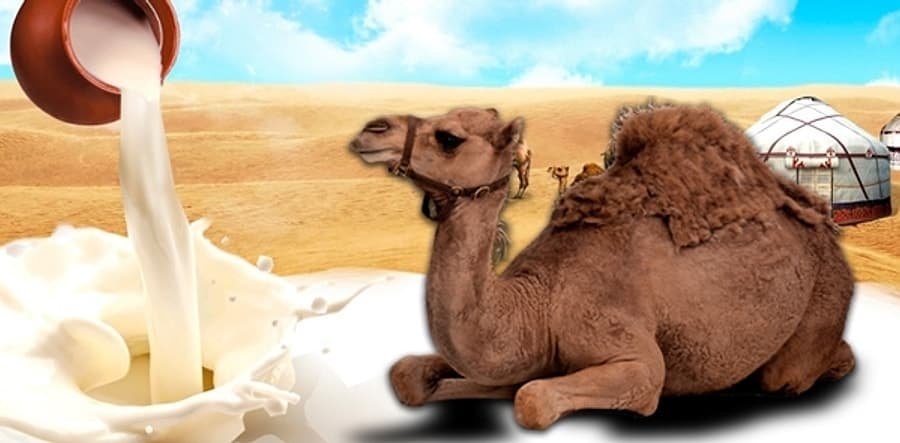 CAMEL MILK LOTION - Image 1