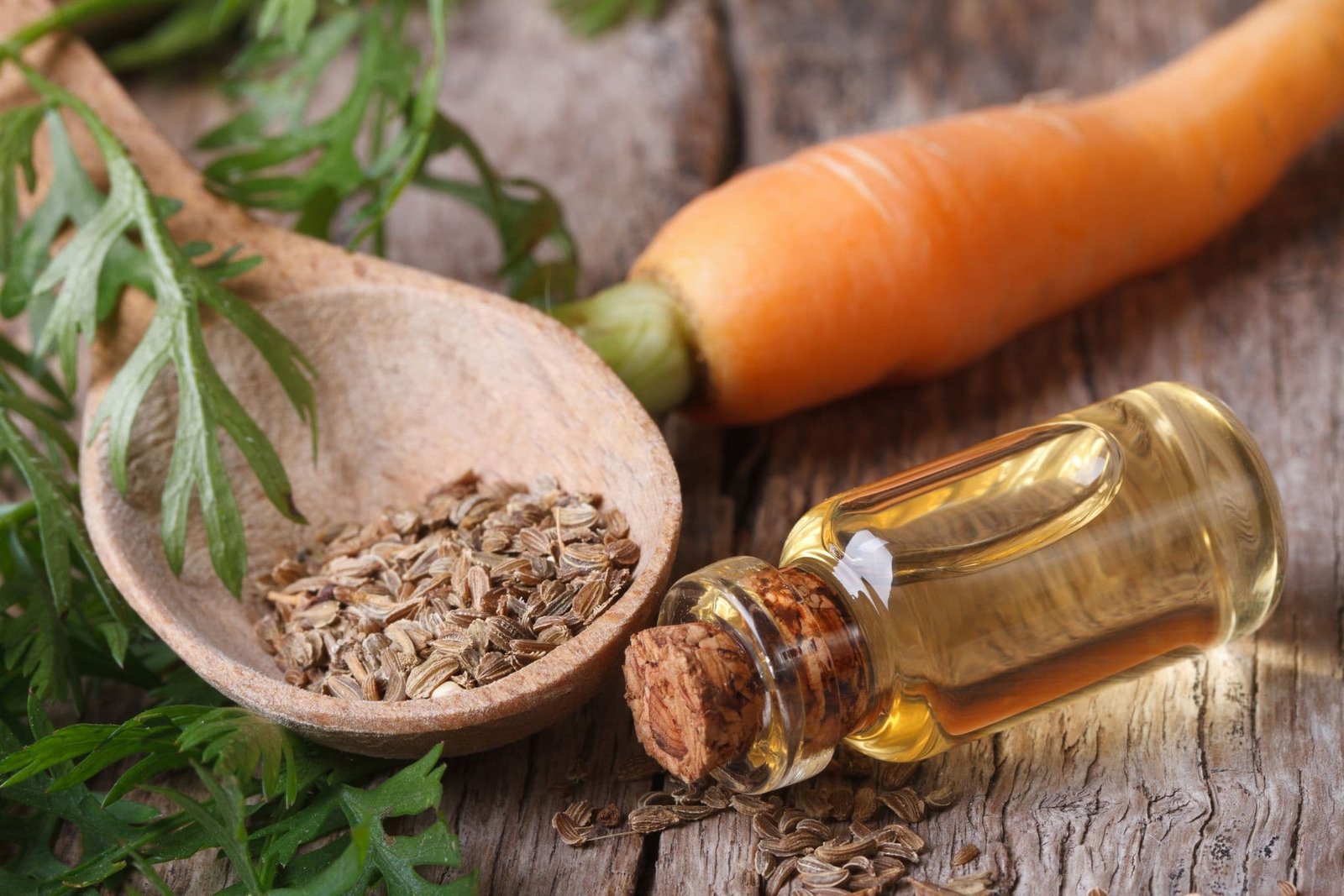 CARROT SEED OIL - Image 1