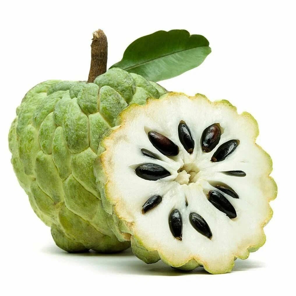 CHERIMOYA - Image 1