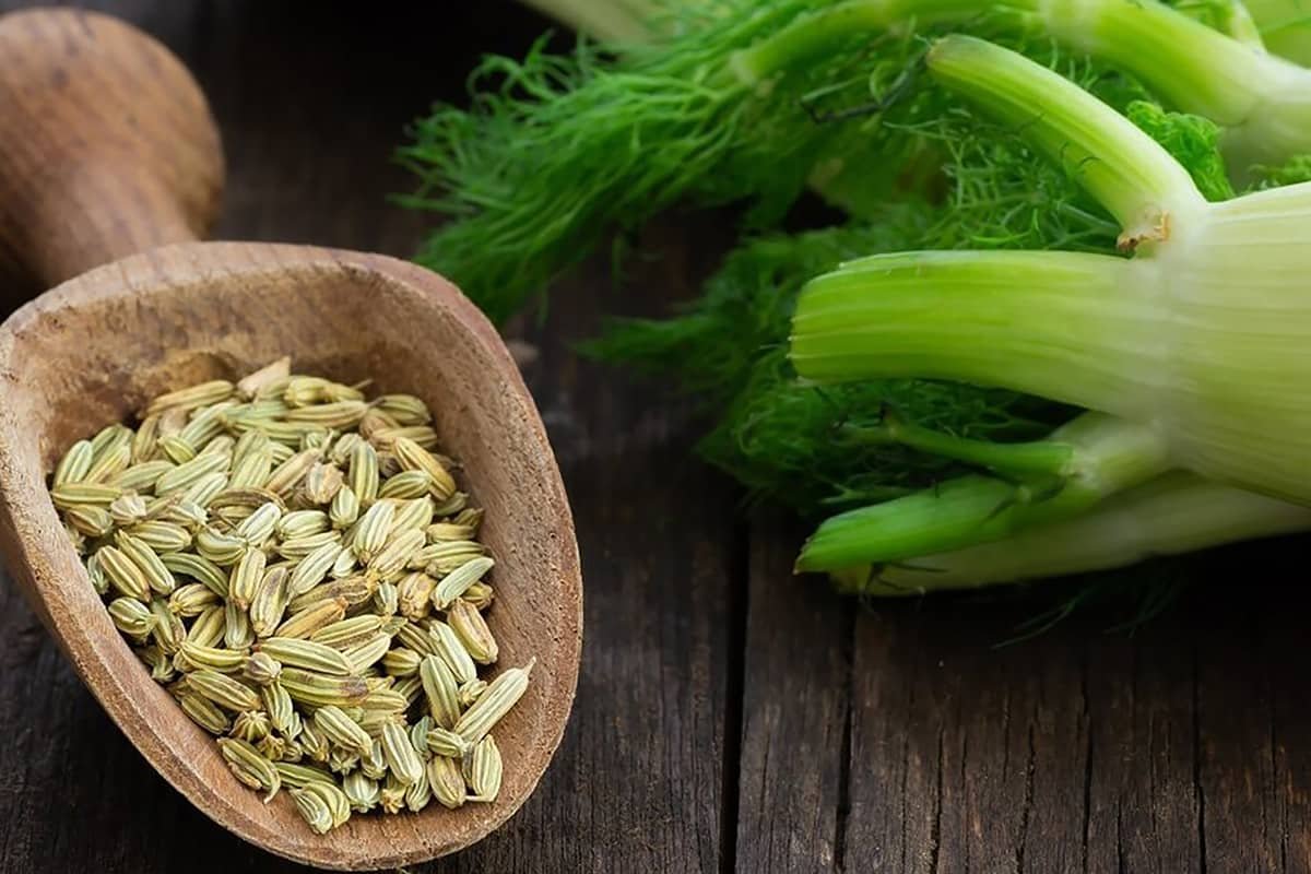 fennel - Image 1